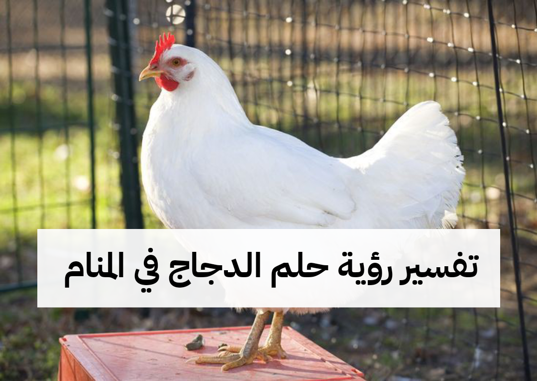 تفسير رؤية حلم الدجاج في المنام .. المصالح الشخصية والزواج
