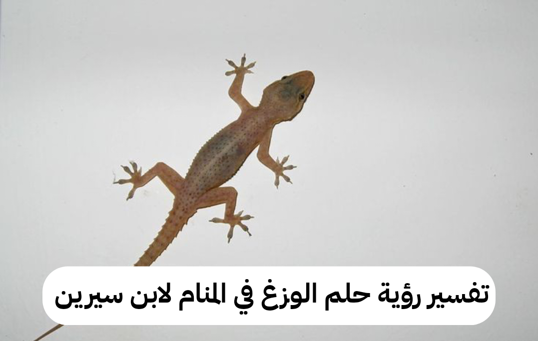 تفسير رؤية حلم الوزغ في المنام لابن سيرين – رمز أبو بريص في الحلم