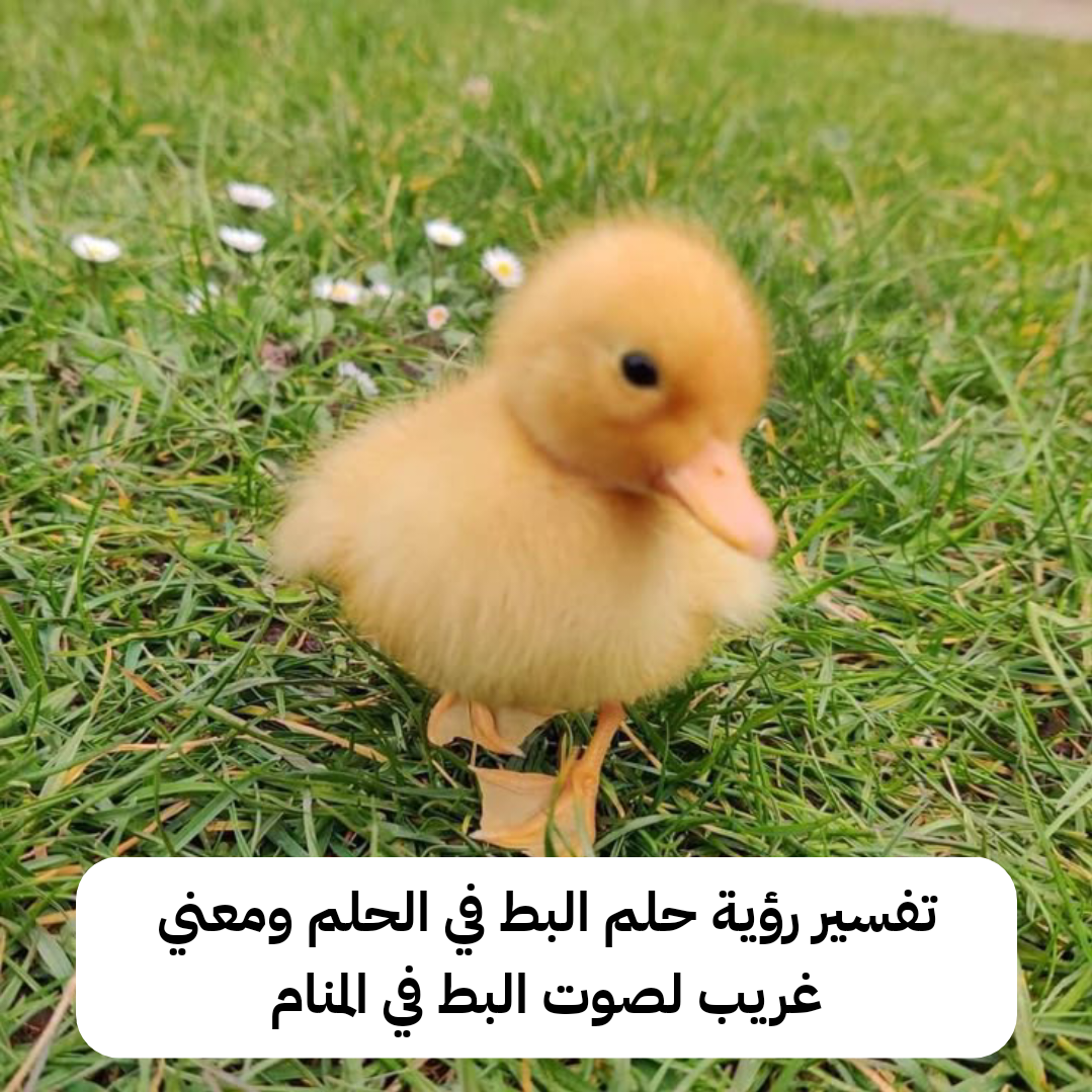 تفسير رؤية حلم البط في الحلم ومعني غريب لصوت البط في المنام