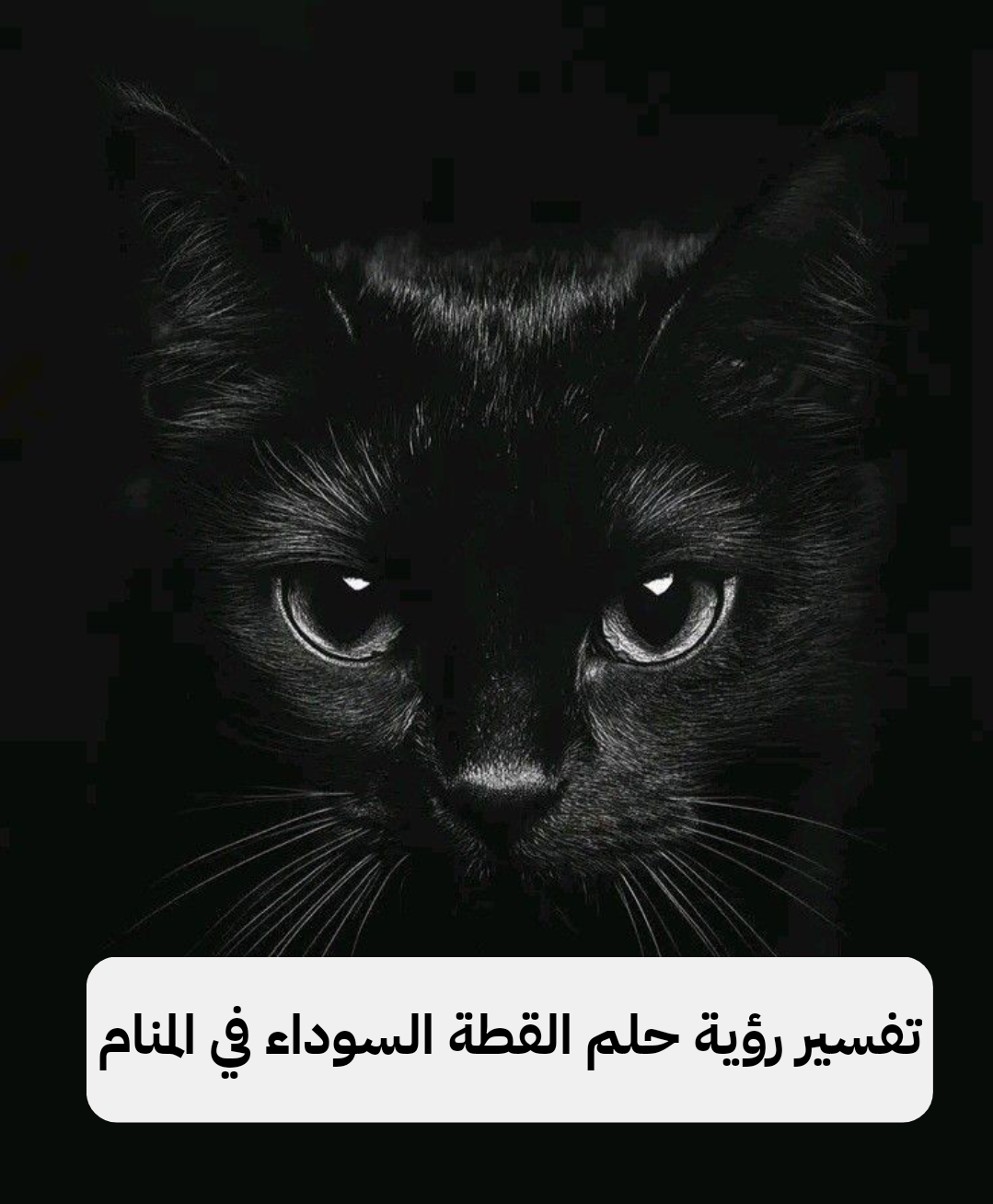 تفسير رؤية حلم القطة السوداء في المنام