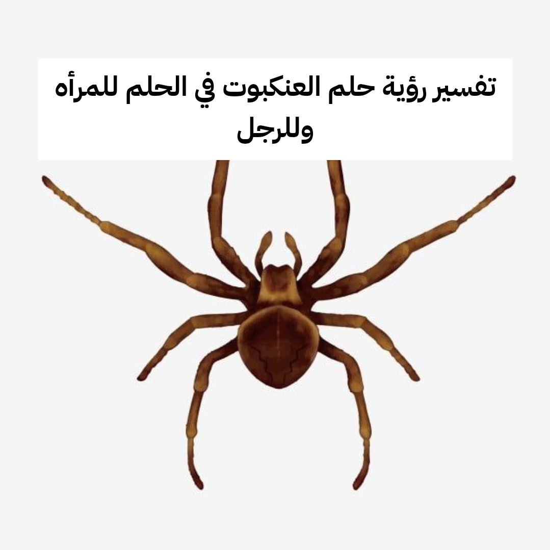 تفسير رؤية حلم العنكبوت في الحلم للمرأه وللرجل
