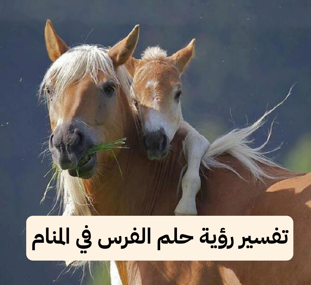 تفسير رؤية حلم الفرس في المنام