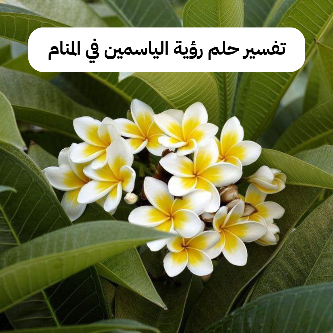 تفسير حلم رؤية الياسمين في المنام