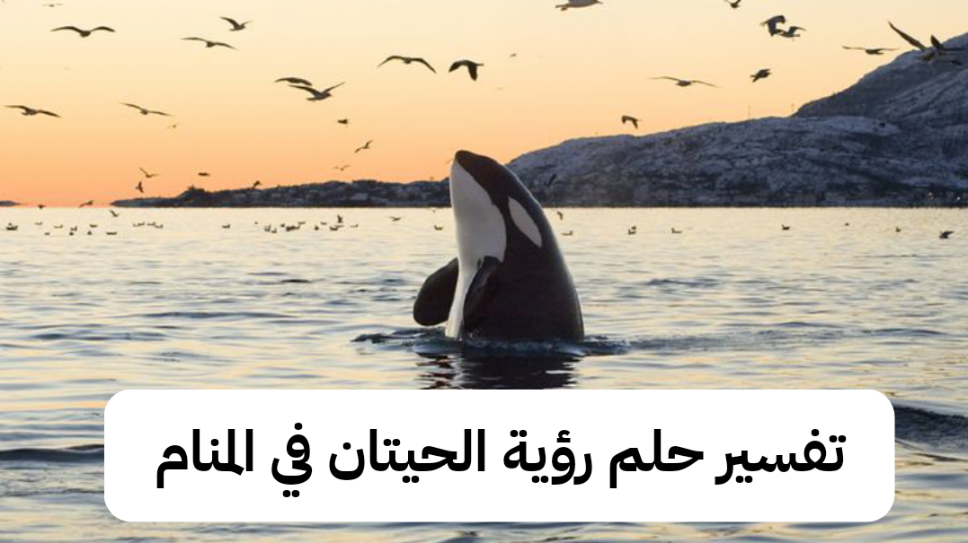 تفسير حلم رؤية الحيتان في المنام