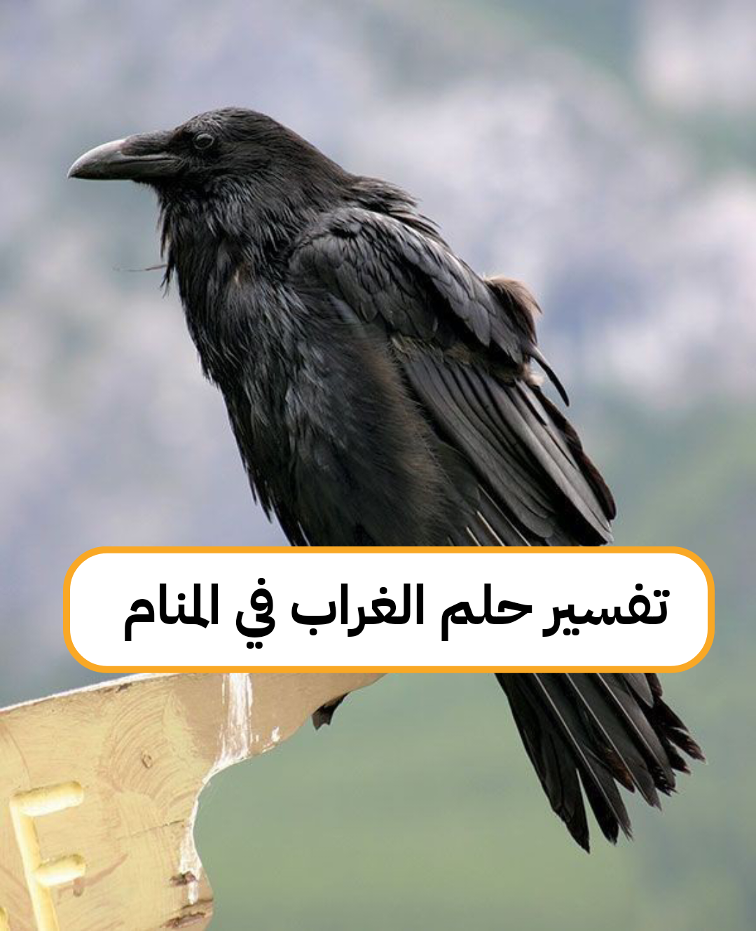 تفسير حلم الغراب في المنام – رمز رؤية الغراب في الحلم لابن سيرين