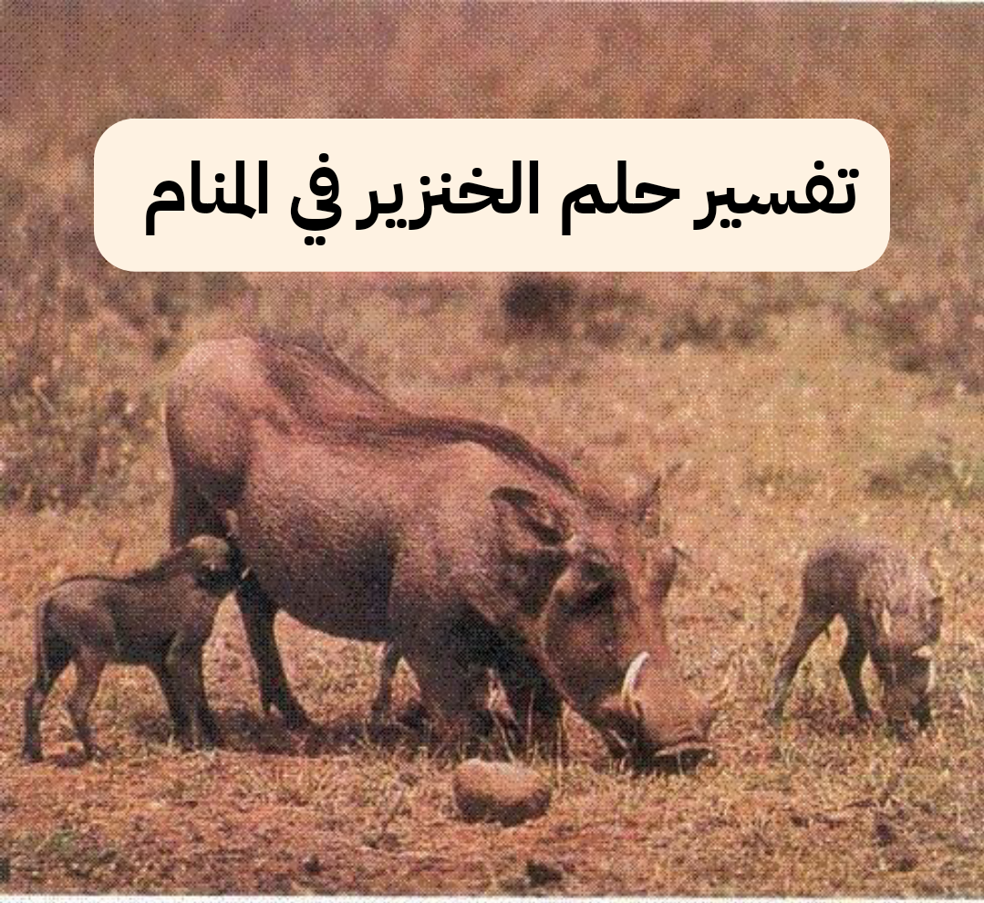 تفسير حلم الخنزير في المنام – رمز رؤية الخنازير في الحلم للعزباء