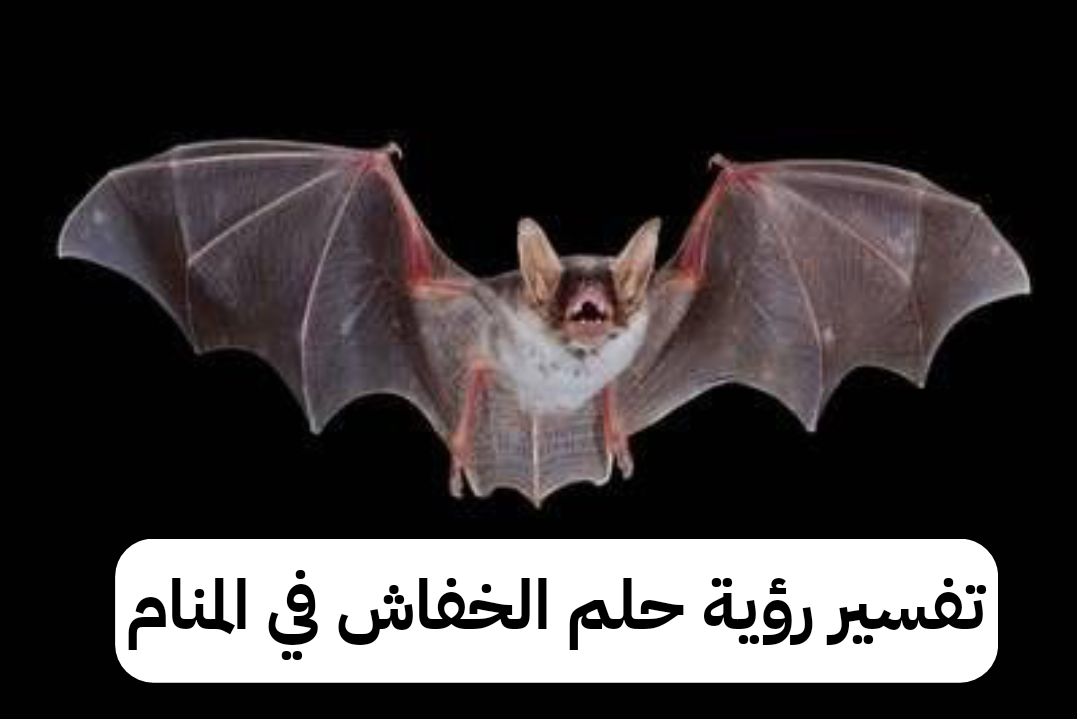 تفسير رؤية حلم الخفاش في المنام