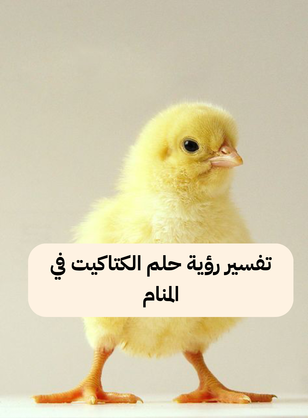 تفسير رؤية حلم الكتاكيت في المنام