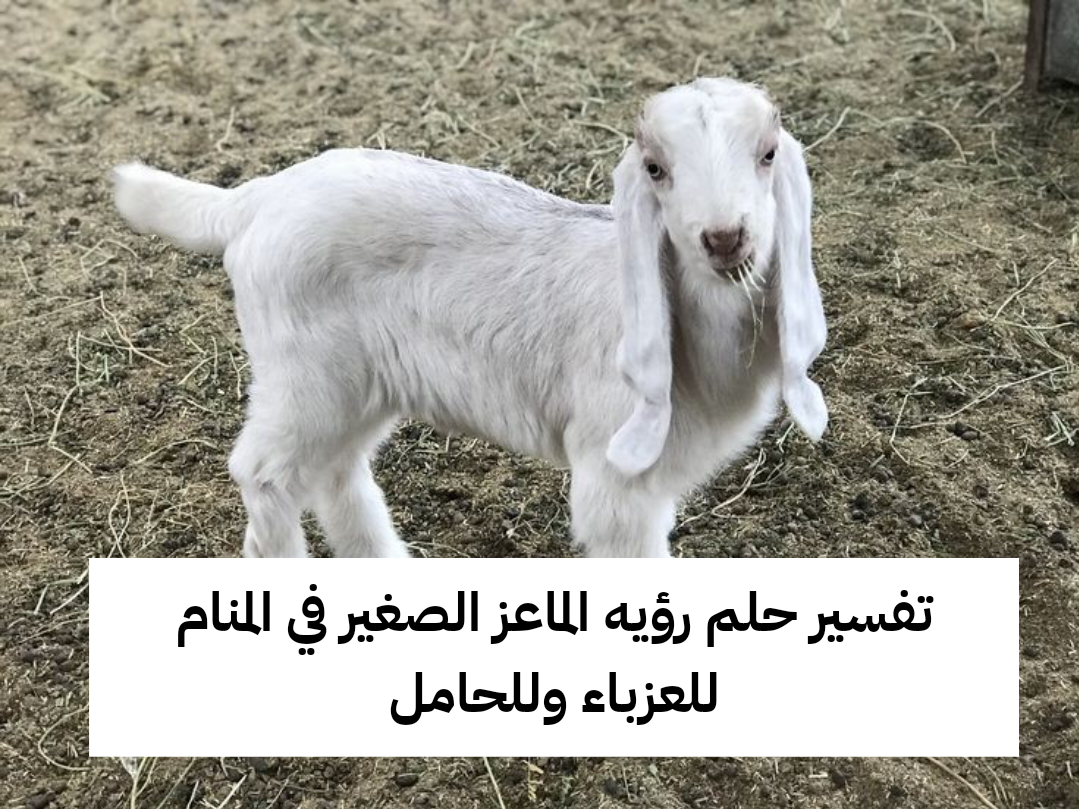 تفسير حلم رؤيه الماعز الصغير في المنام للعزباء وللحامل