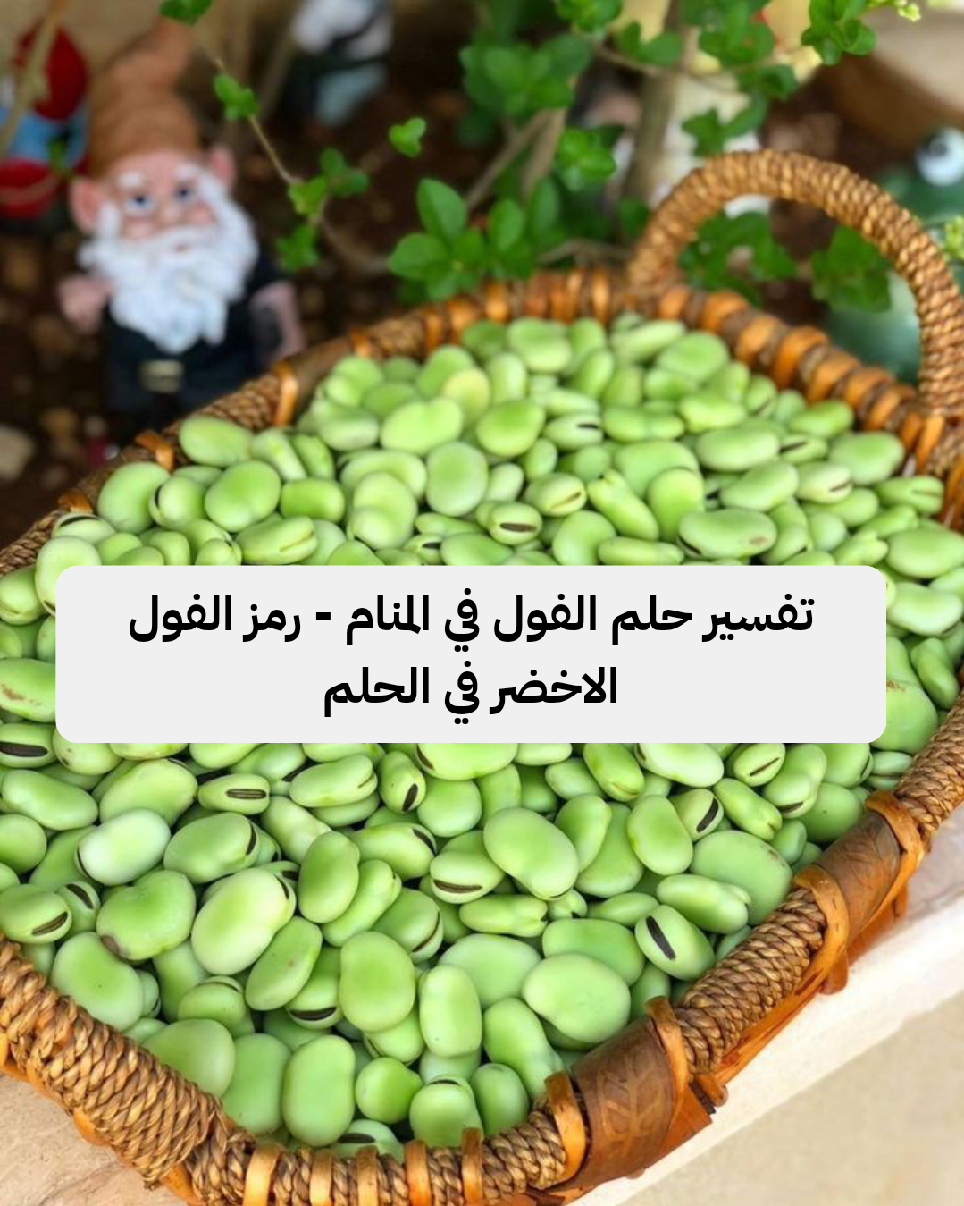 تفسير حلم الفول في المنام – رمز الفول الاخضر في الحلم