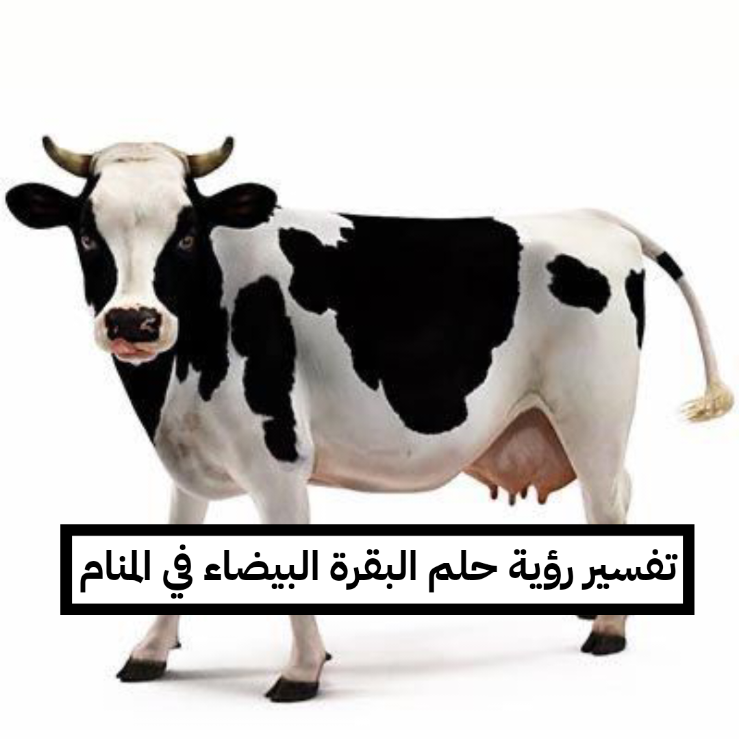تفسير رؤية حلم البقرة البيضاء في المنام