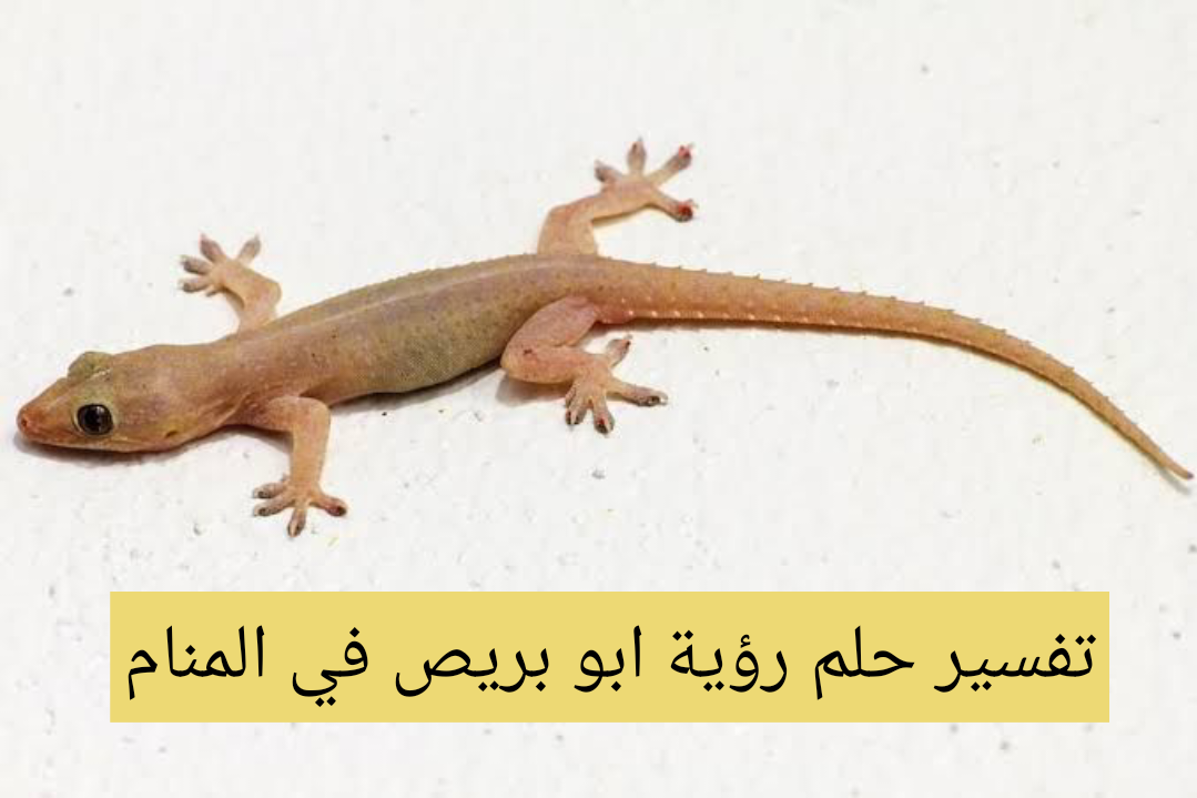 تفسير حلم رؤية ابو بريص في المنام