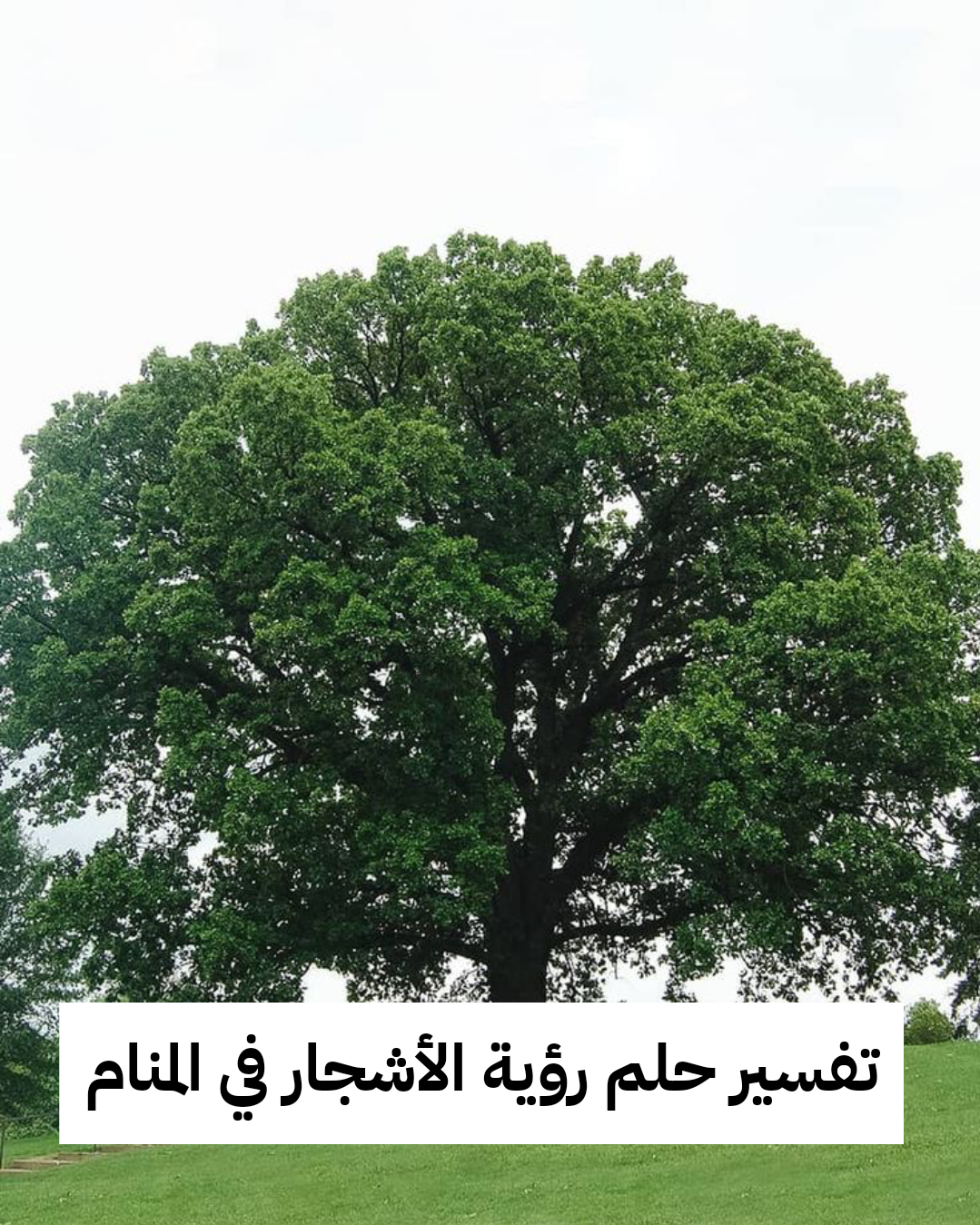 تفسير حلم رؤية الأشجار في المنام