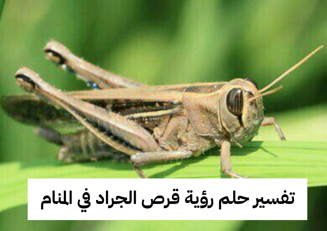 تفسير حلم رؤية قرص الجراد في المنام