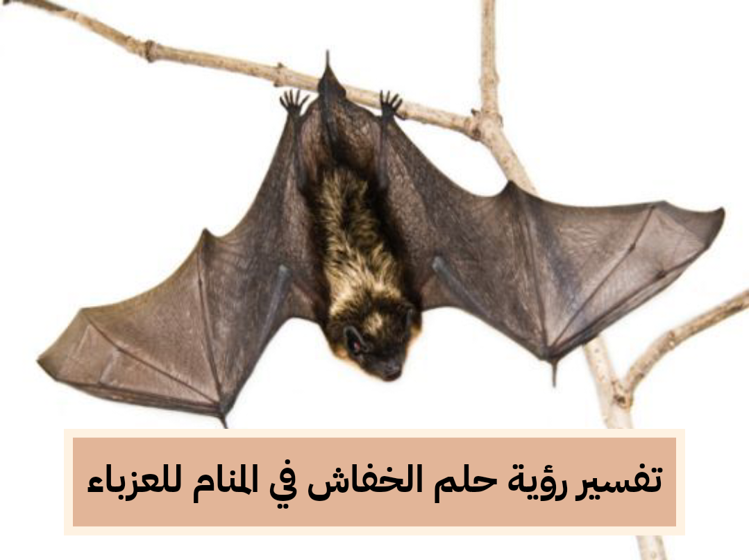 تفسير رؤية حلم الخفاش في المنام للعزباء