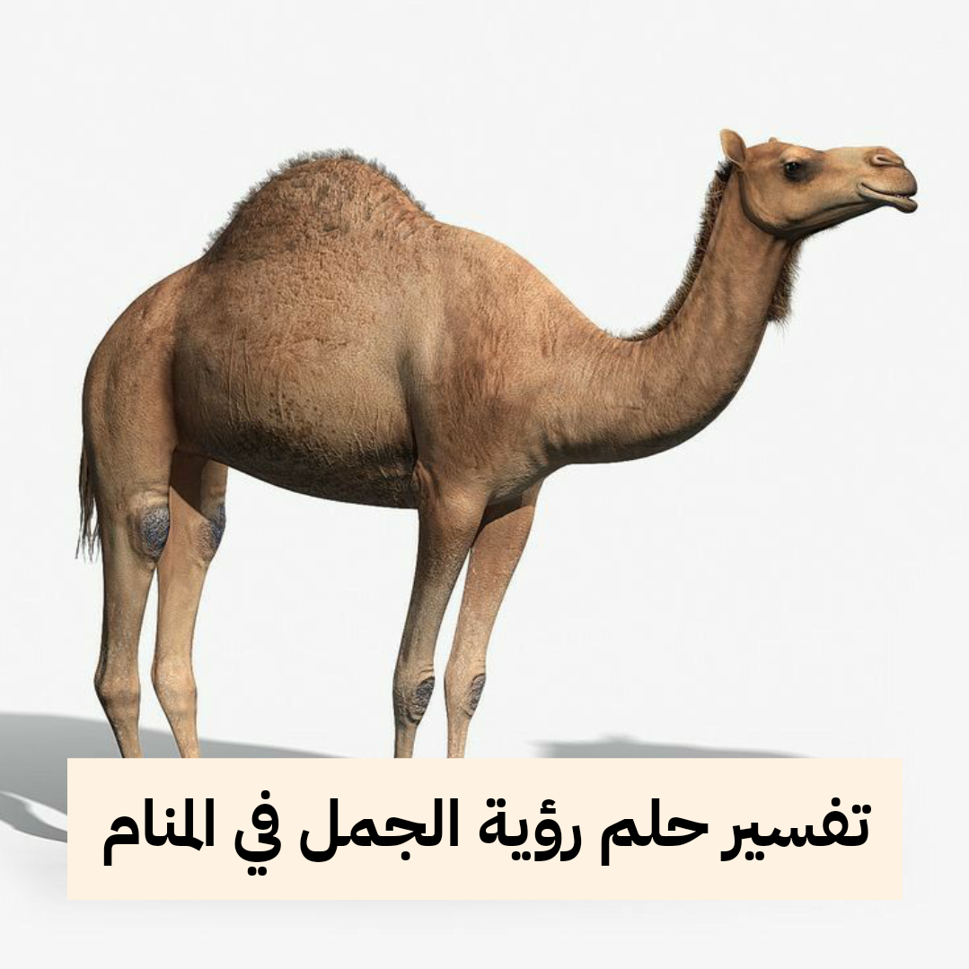 تفسير حلم رؤية الجمل في المنام
