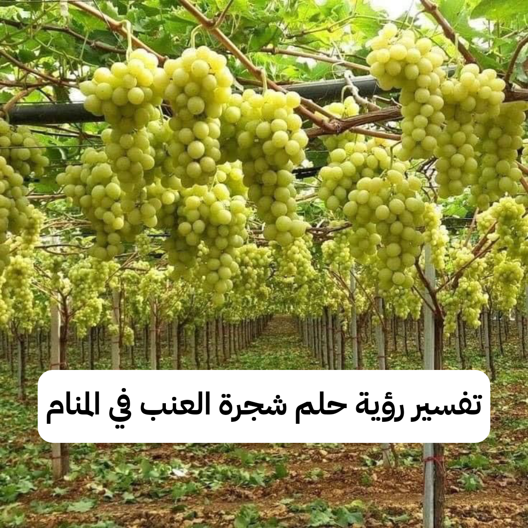 تفسير رؤية حلم شجرة العنب في المنام للمراه العزباء وللمتزوجة بالتفصيل