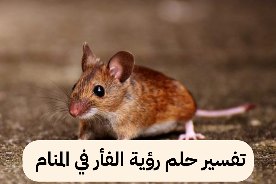 تفسير حلم رؤية الفأر في المنام للعزباء للحامل للمتزوجة بالتفصيل