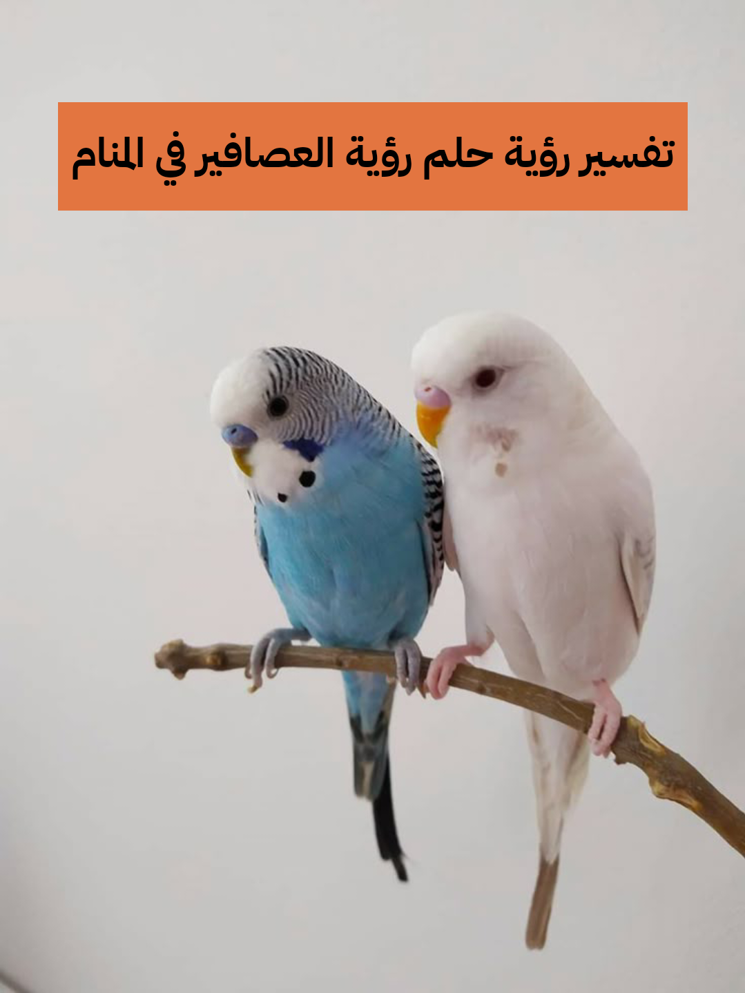 تفسير رؤية حلم رؤية العصافير في المنام للعزباء والمتزوجة والحامل لابن سيرين