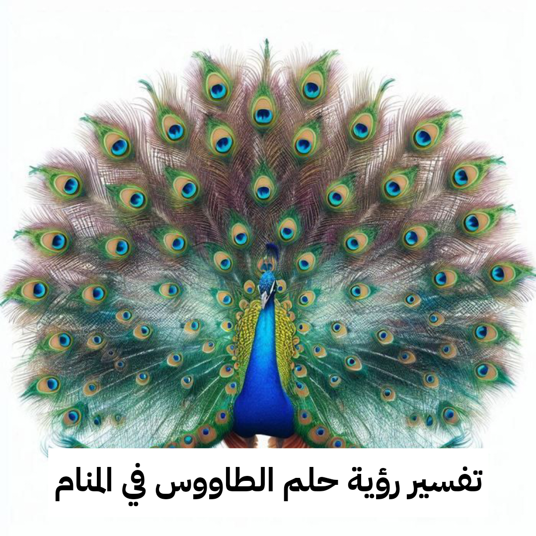 تفسير رؤية حلم الطاووس في المنام للعزباء وللمتزوجة وللمطلقة