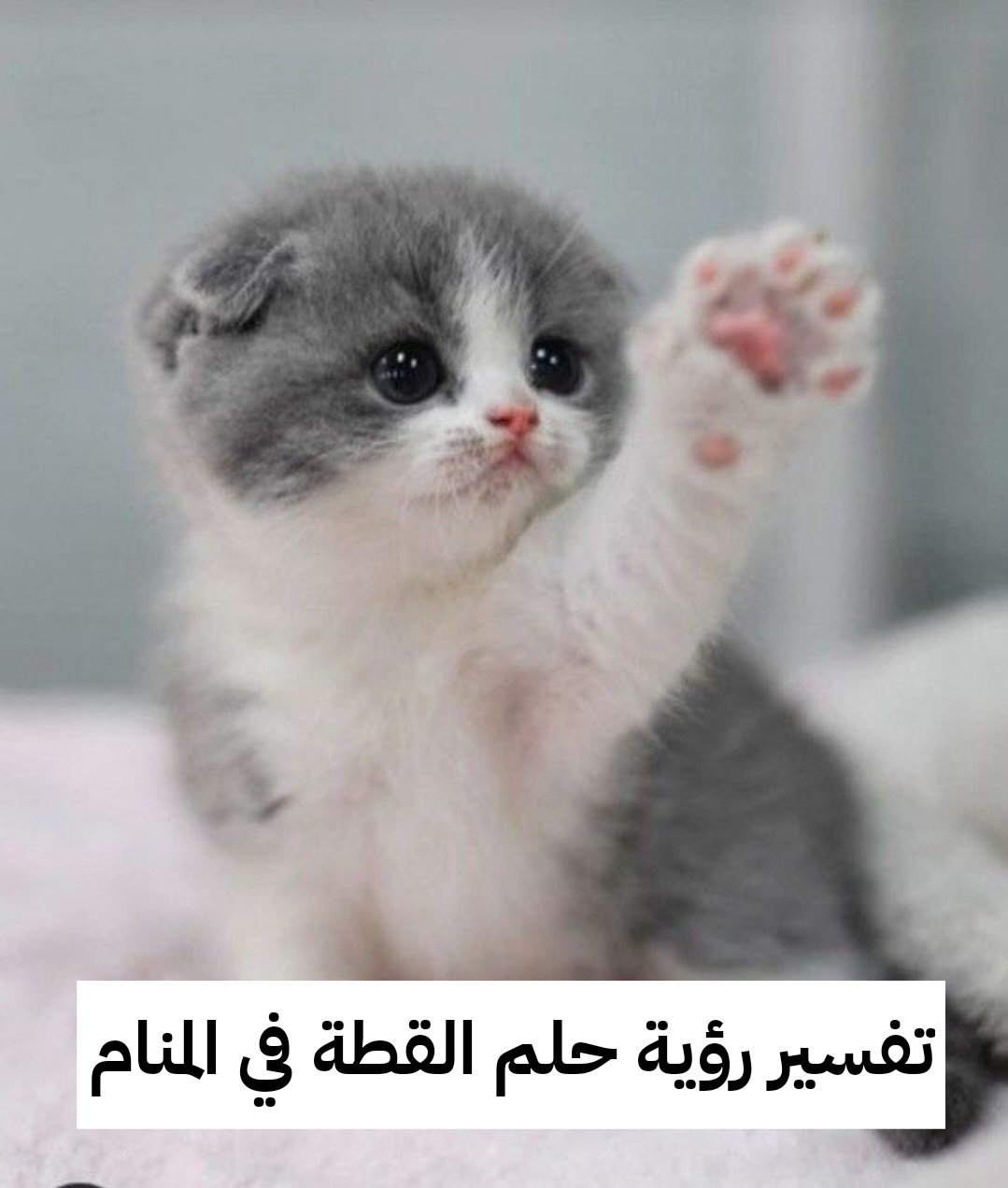 تفسير رؤية حلم القطة في المنام لابن سيرين والنابلسي