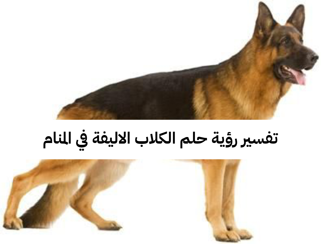 تفسير رؤية حلم الكلاب الاليفة في المنام