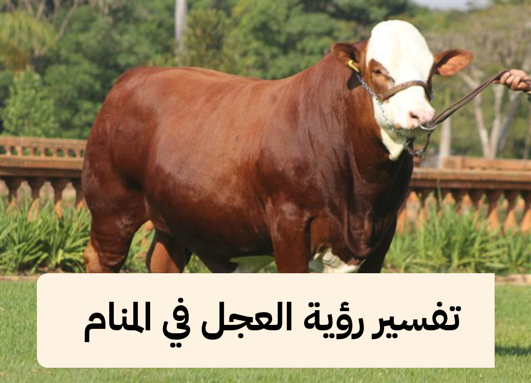 تفسير رؤية العجل في المنام لابن سيرين