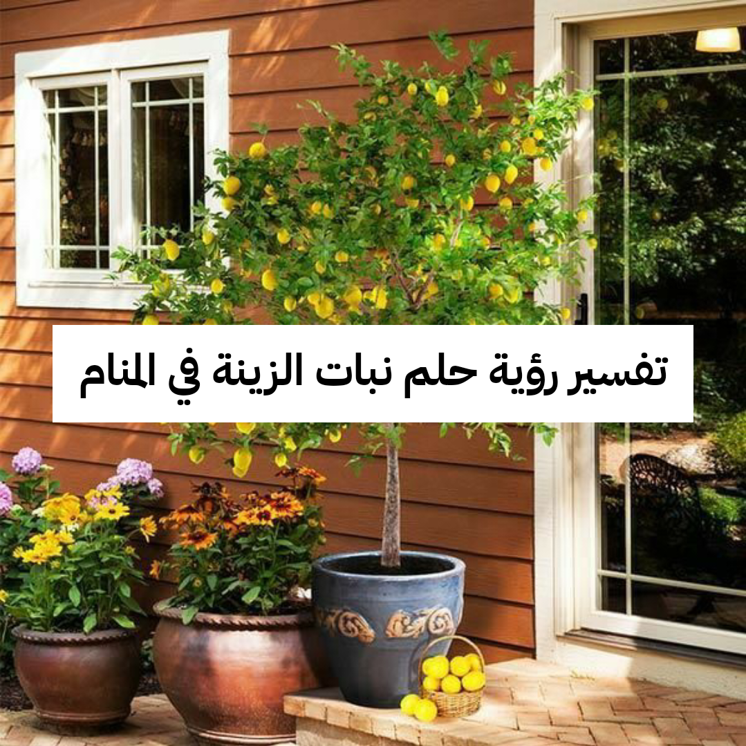 تفسير رؤية حلم نبات الزينة في المنام للعزباء والمتزوجة