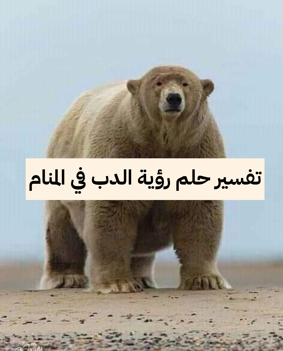 تفسير حلم رؤية الدب في المنام