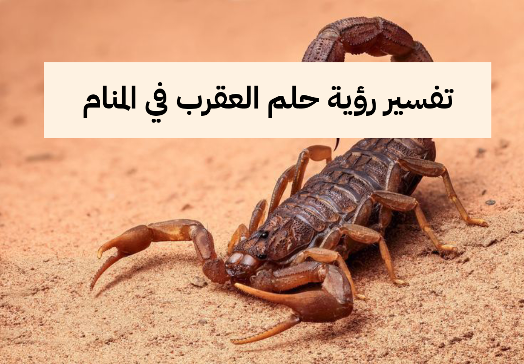 تفسير رؤية حلم العقرب في المنام بالتفصيل