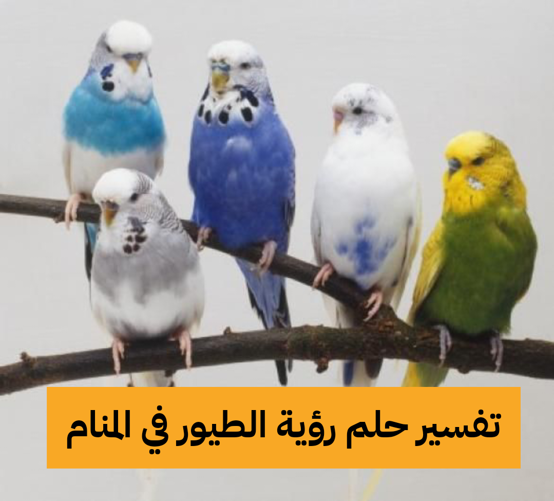 تفسير حلم رؤية الطيور في المنام لابن سيرين