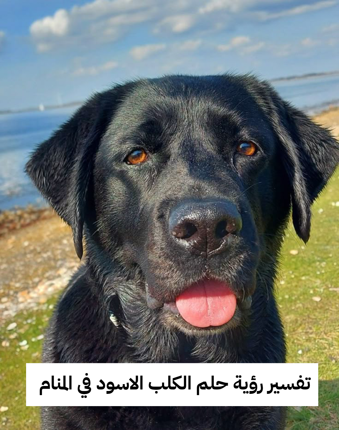 تفسير رؤية حلم الكلب الاسود في المنام