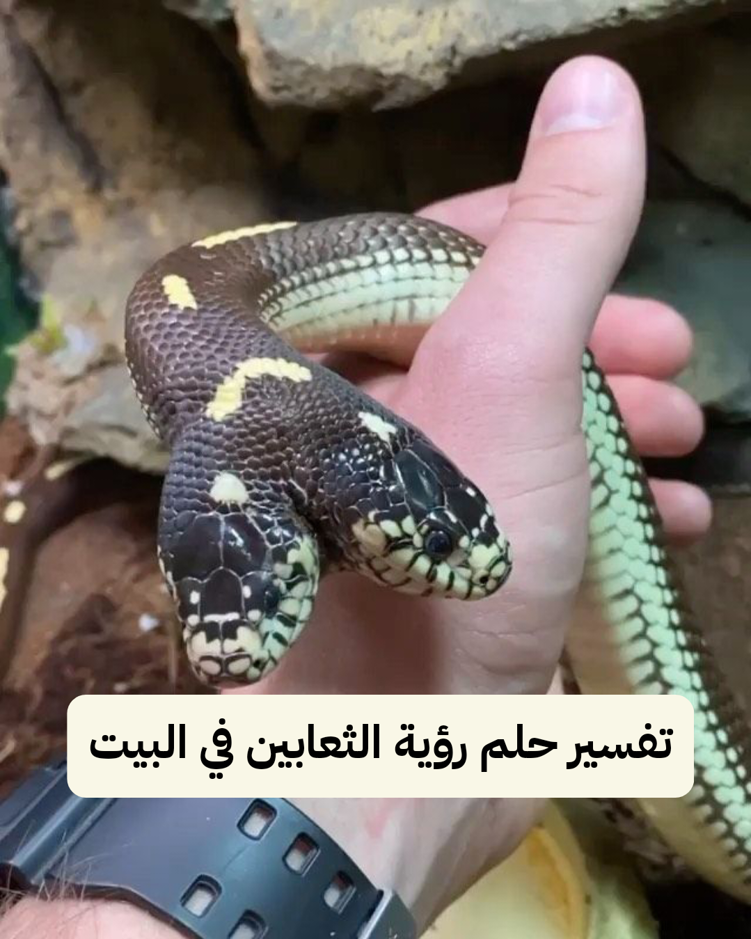 تفسير حلم رؤية الثعابين في البيت وقتلها في المنام