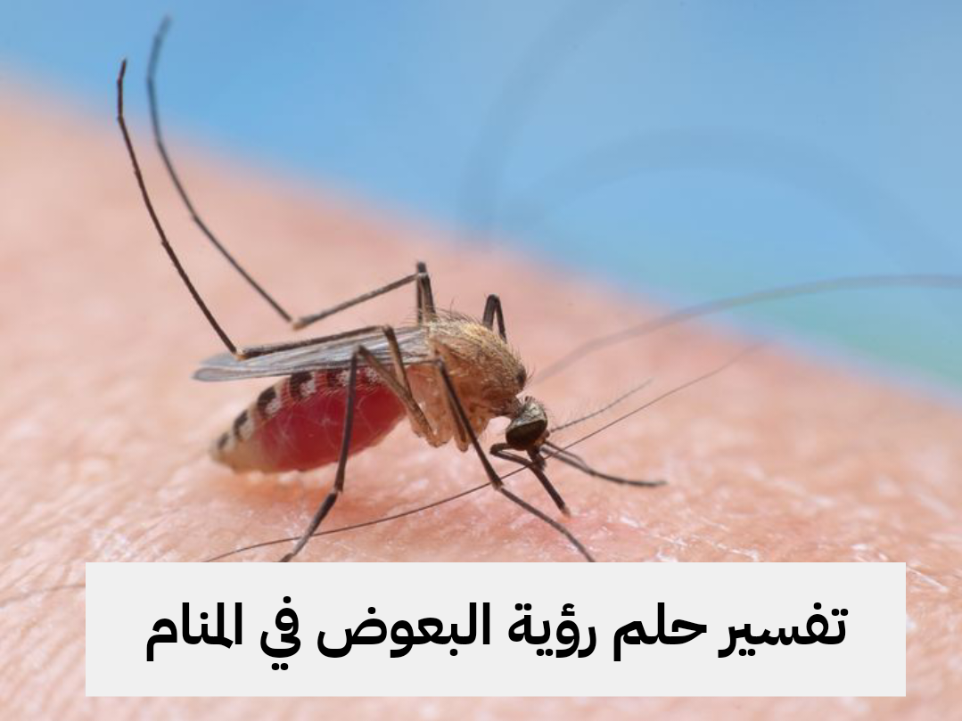 تفسير حلم رؤية البعوض في المنام
