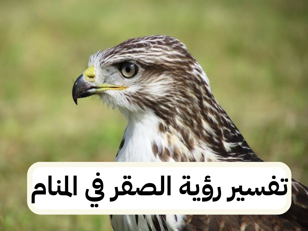 تفسير رؤية الصقر في المنام