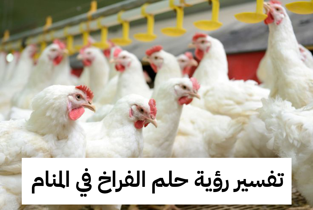 تفسير رؤية حلم الفراخ في المنام