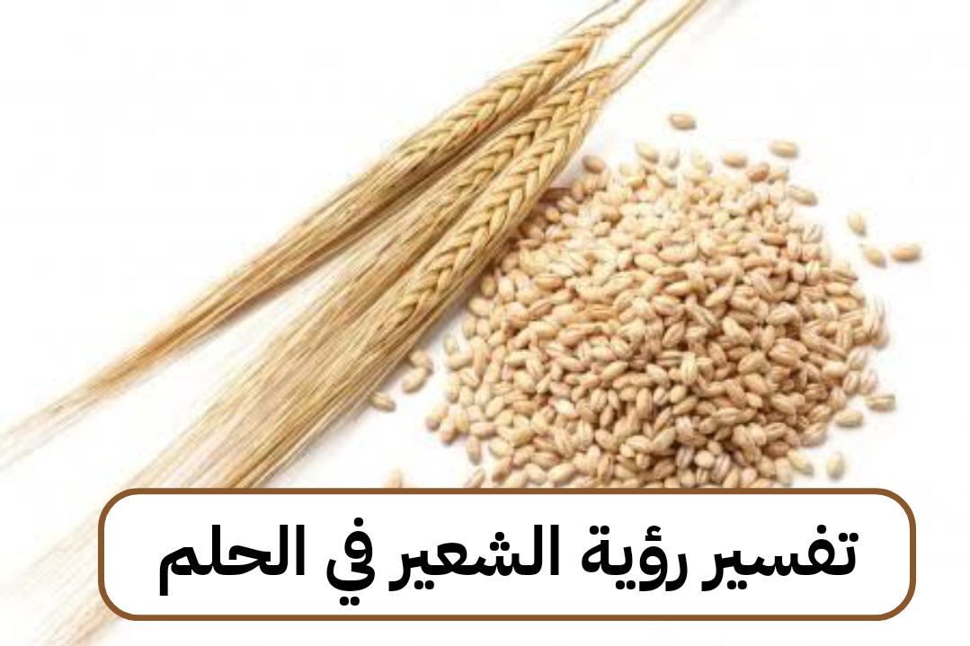 الشعير في المنام تفسير رؤية الشعير في الحلم