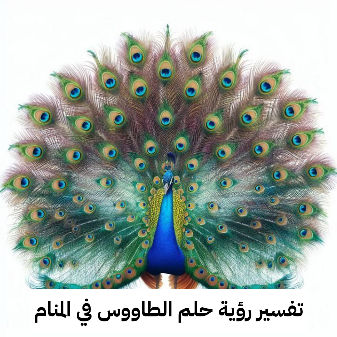 تفسير حلم رؤية الطاووس في المنام للعزباء والمتزوجة