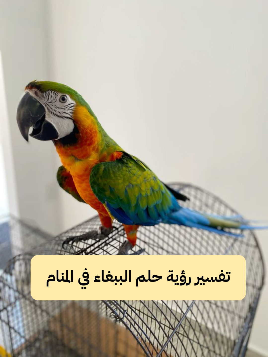 تفسير رؤية حلم الببغاء في المنام للعزباء والمتزوجة