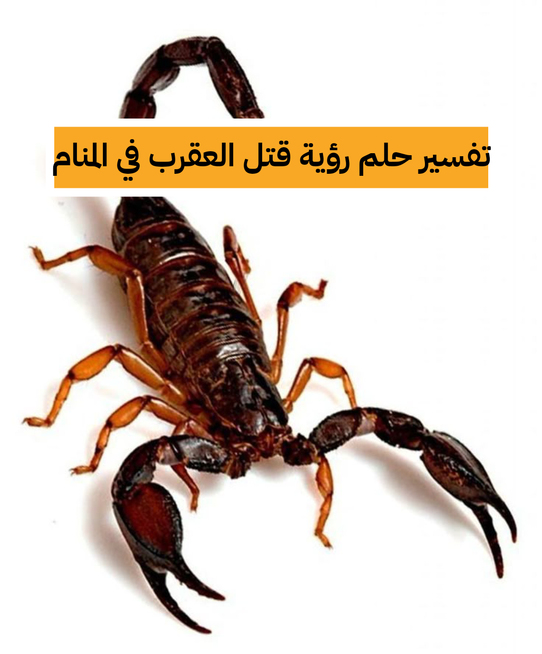 تفسير حلم رؤية قتل العقرب في المنام