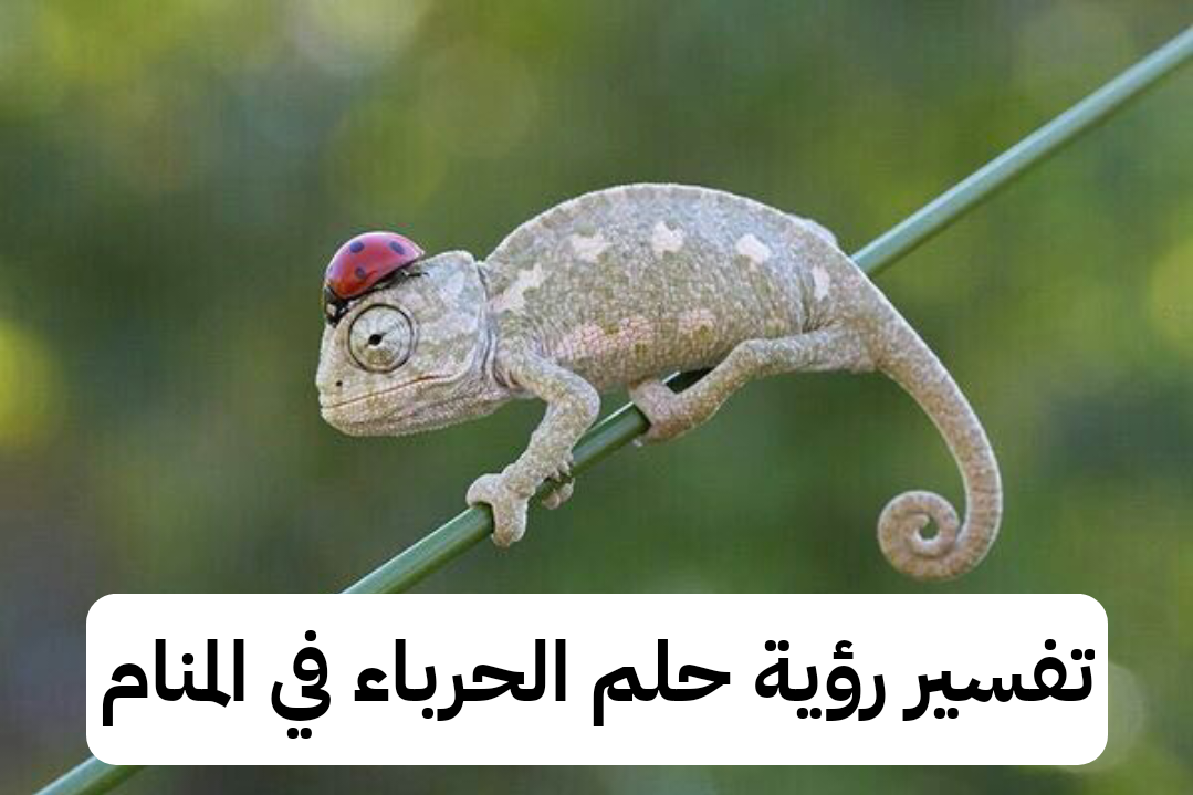 تفسير رؤية حلم الحرباء في المنام للعزباء والمتزوجة