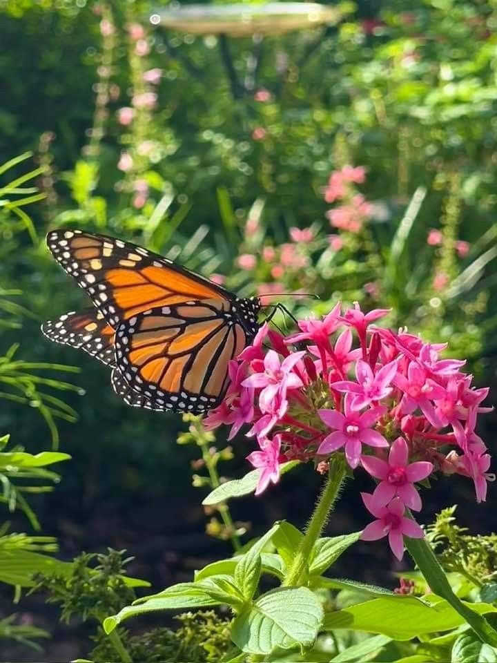 تفسير رؤية الفراشة في المنام