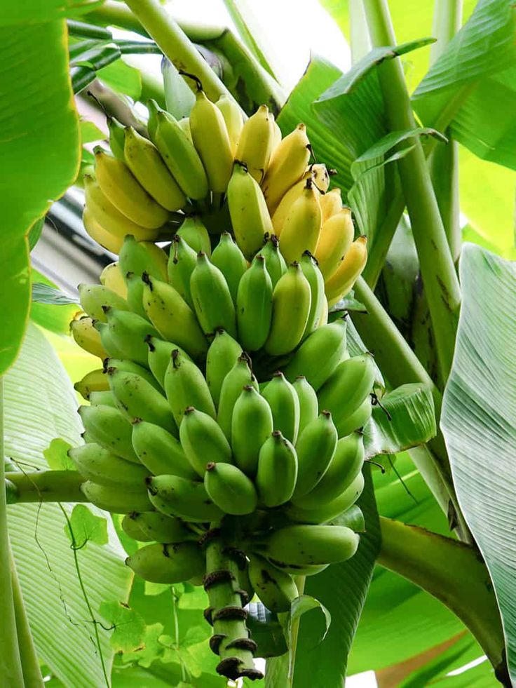 تفسير رؤية الموز في منام الفتاة العزباء