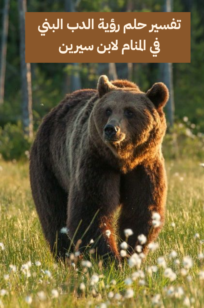 تفسير حلم رؤية الدب البني في المنام لابن سيرين