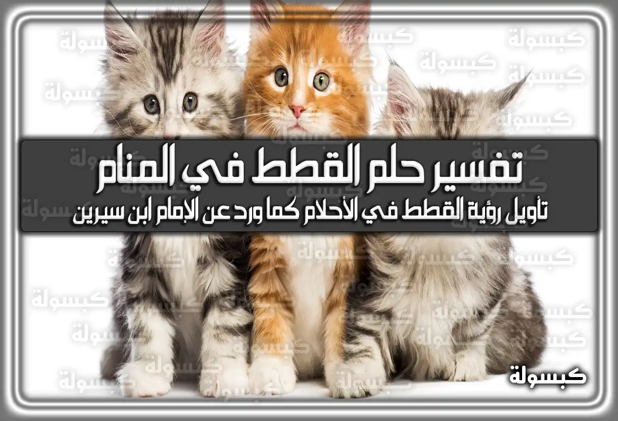 تفسير حلم رؤية القطط في المنام لابن سيرين بالتفصيل