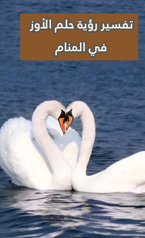 تفسير رؤية حلم الأوز في المنام .. 7 دلالات للعزباء وللمتزوجة
