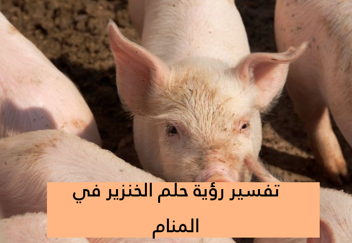 تفسير رؤية حلم الخنزير في المنام .. أبرز 3 تفاسير لابن سيرين