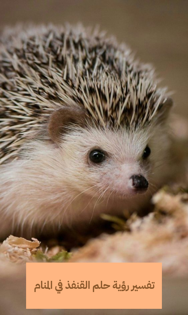 تفسير رؤية حلم القنفذ في المنام .. زواج وشياطين