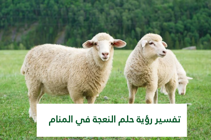 تفسير رؤية حلم النعجة في المنام