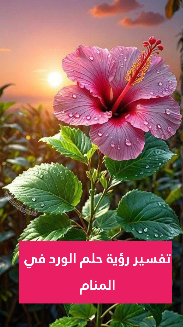 تفسير رؤية حلم الورد في المنام .. 9 معاني لابن سرين وللنابلسي مختلفين